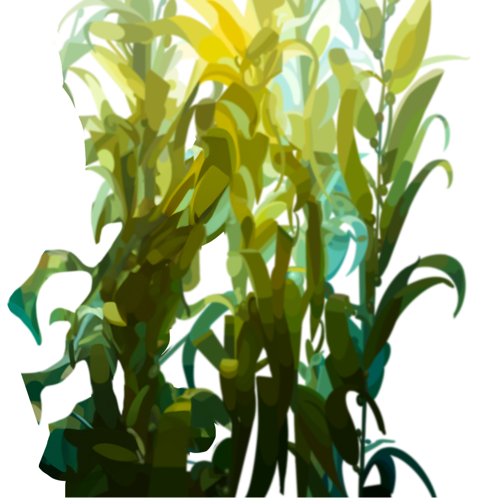 Seaweed