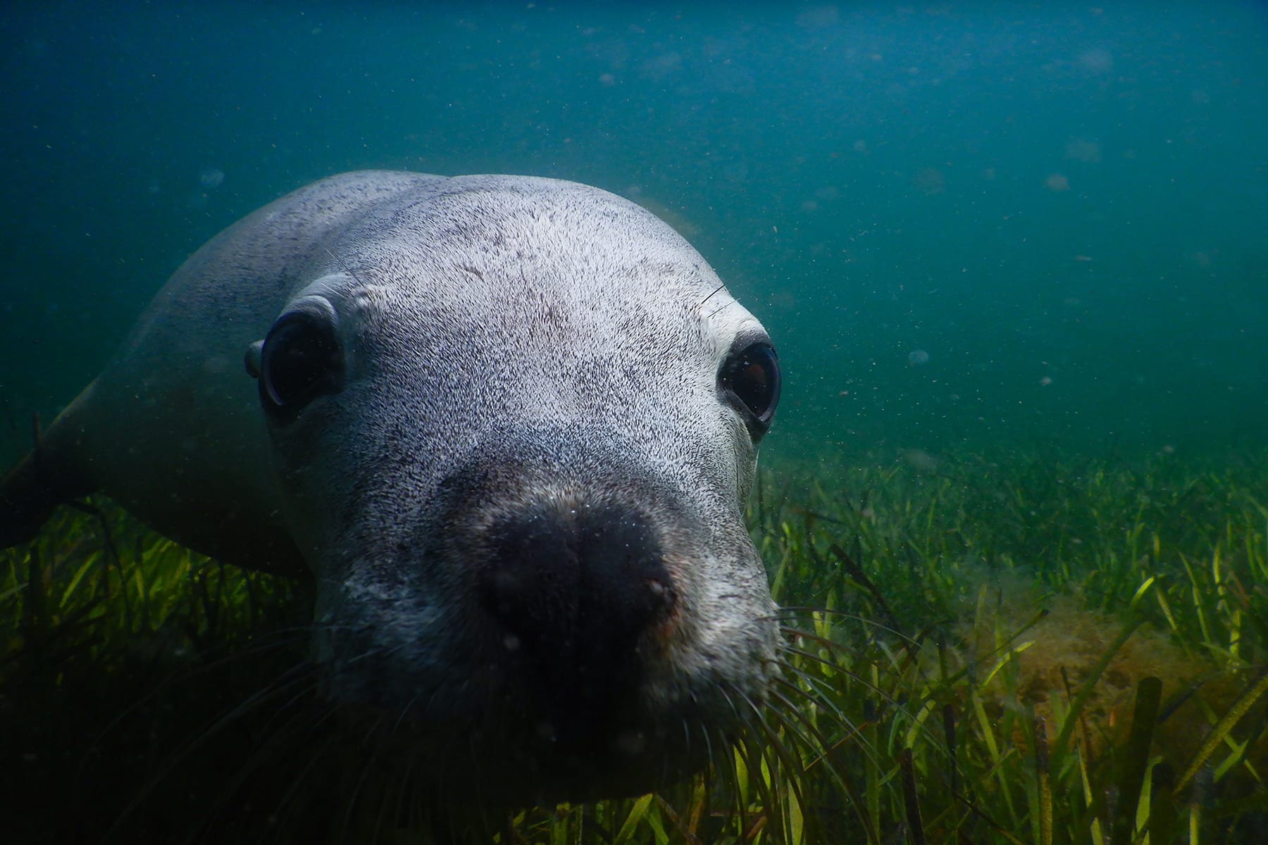 SeaLion_resized