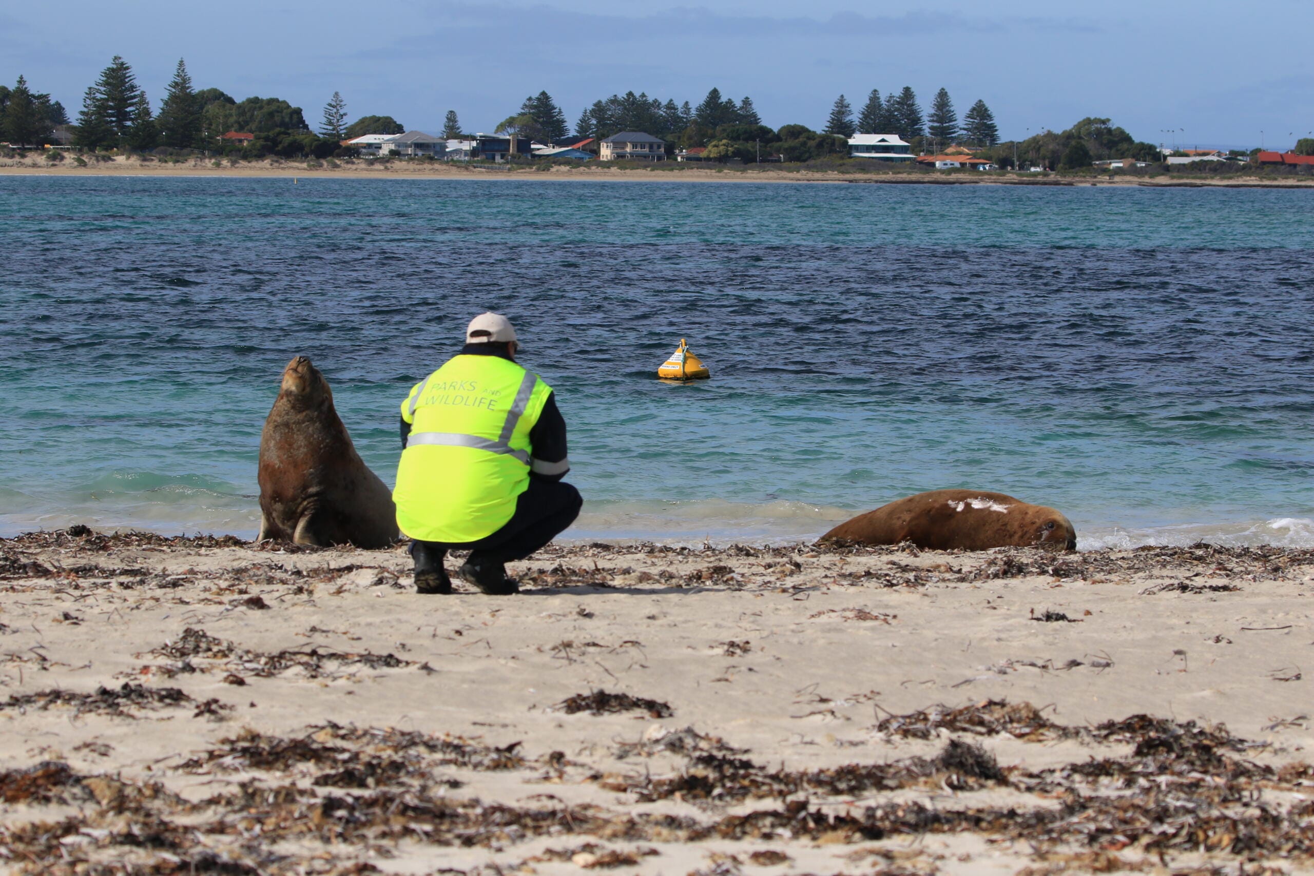 Parks and wildlife officer with two sea lions