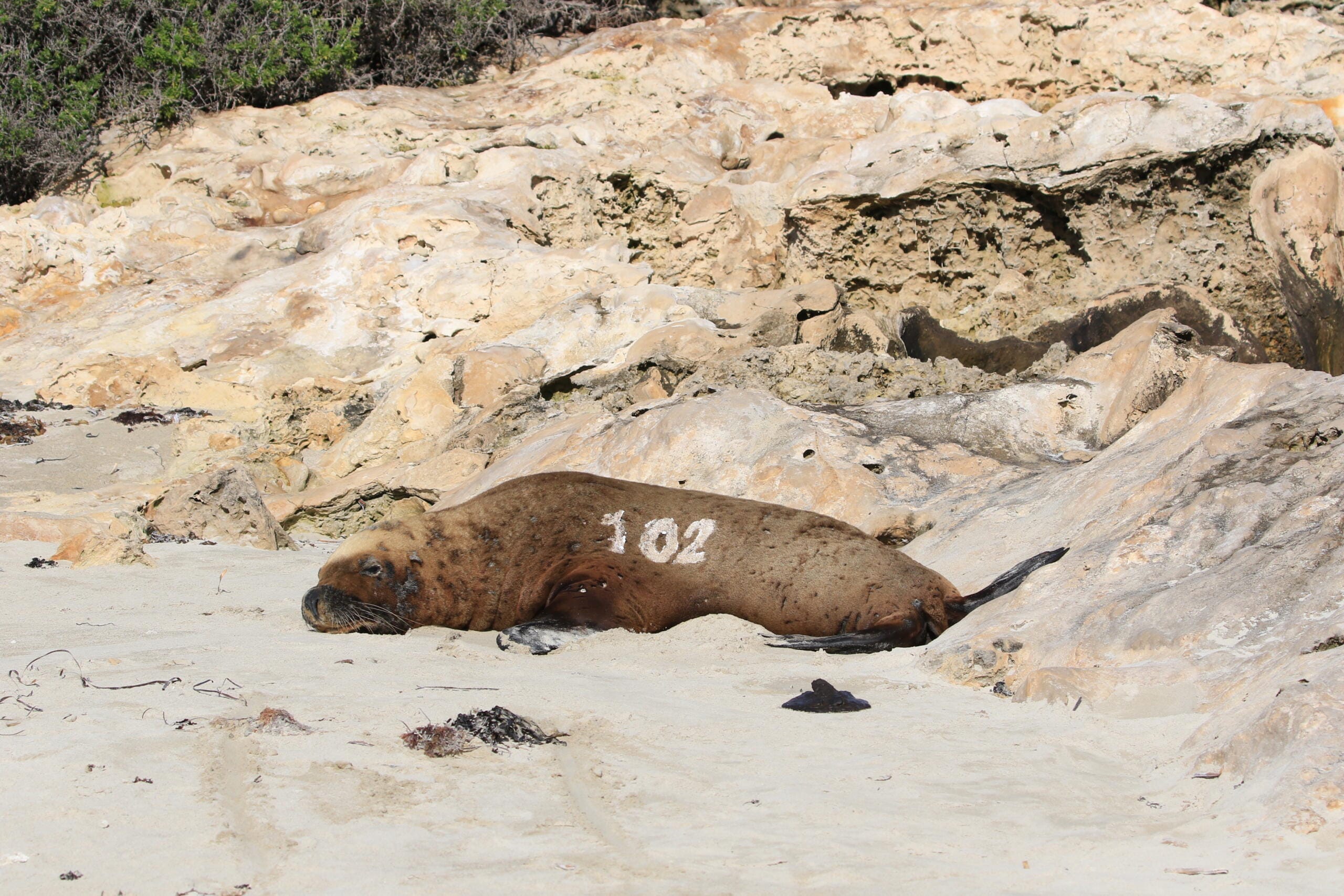 Tagged sleeping sea lion