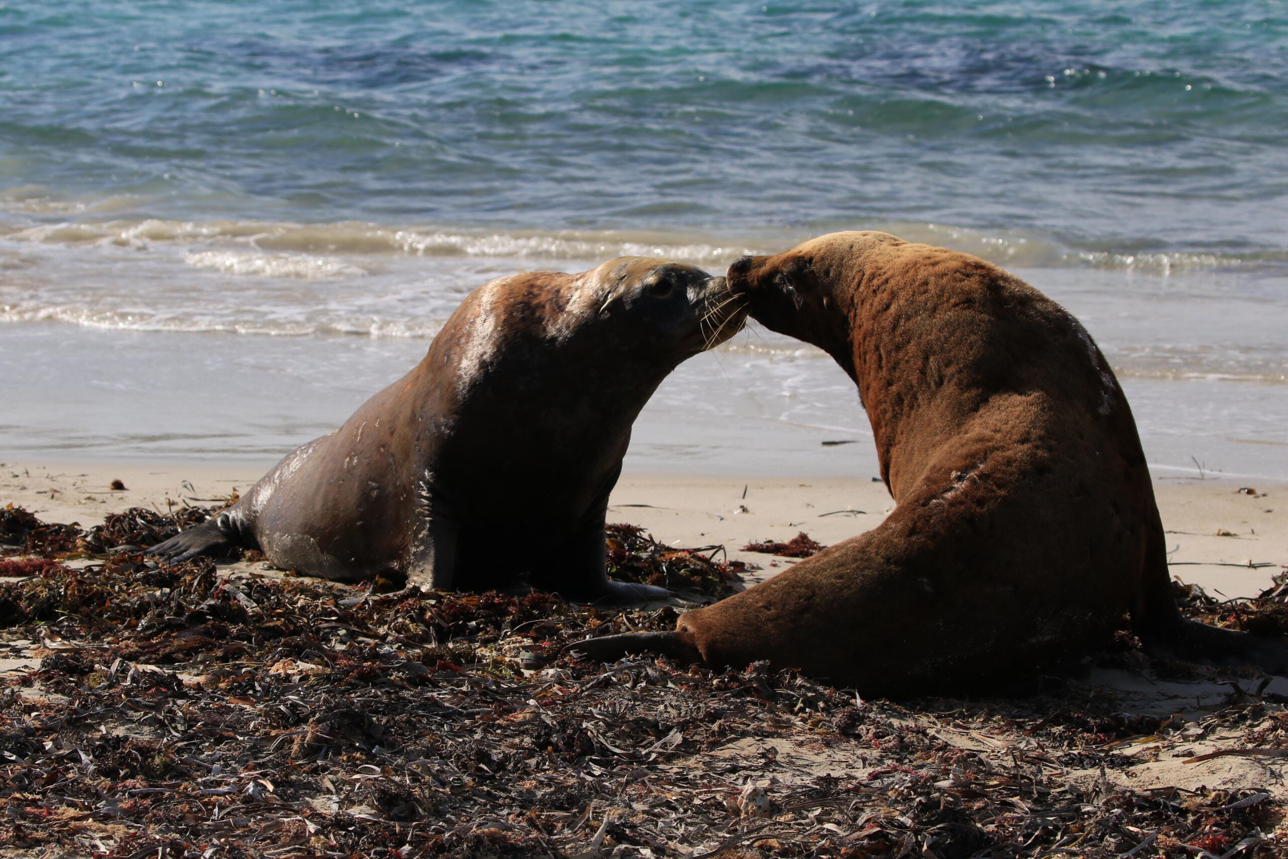 Two sea lions on beach image 1 (1)