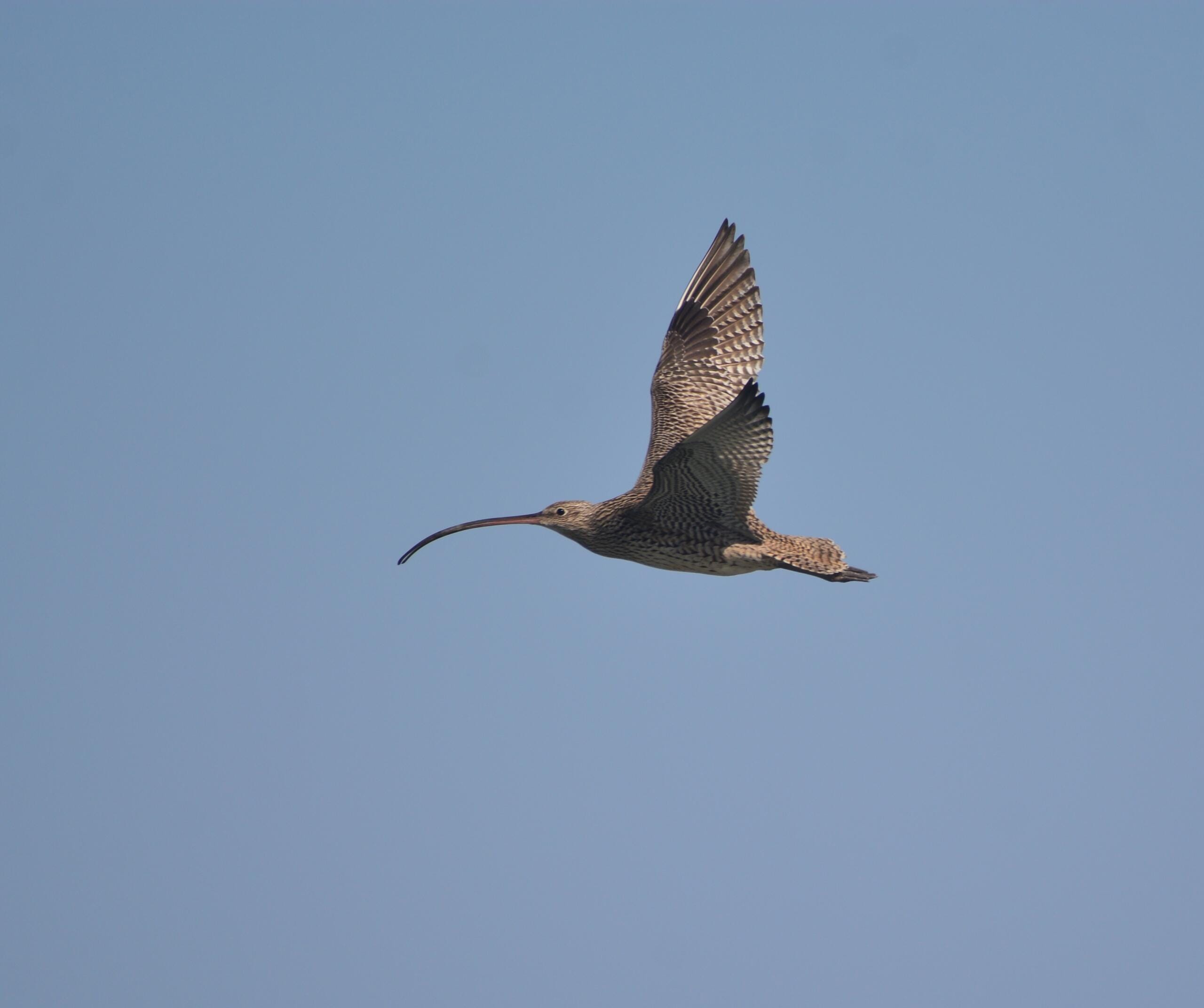 DSC_9944. curlew Grant Griffin (1)