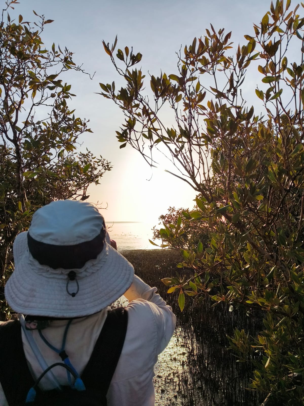The other side of the mangroves_Alix Saint_Martin