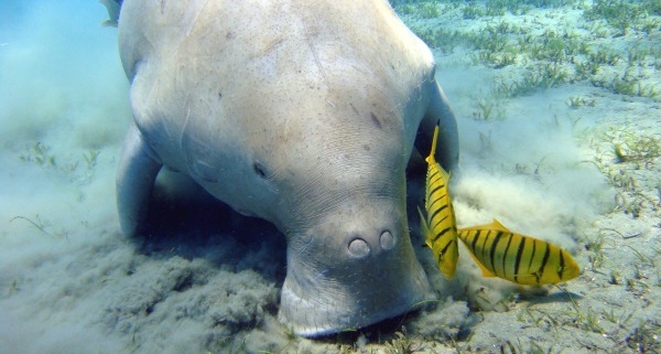 Dugong