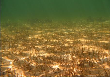 Defoliated Amphibolis antarctica meadow (Photo: Matthew Fraser)