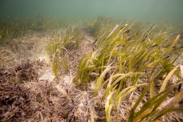 The seagrass meadows at Shark Bay are still far from returning to full health. Michael Rule