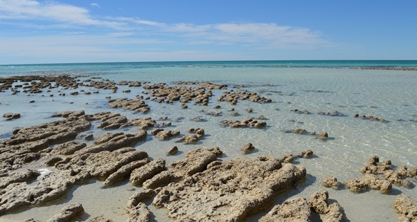 Shark Bay Stromatolites (WAMSI)