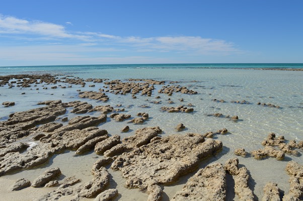 Shark Bay Stromatolites (WAMSI)