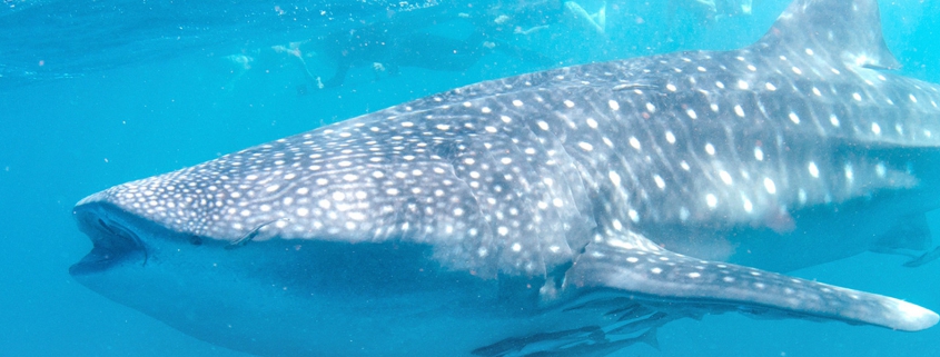 Blueprint-whaleshark