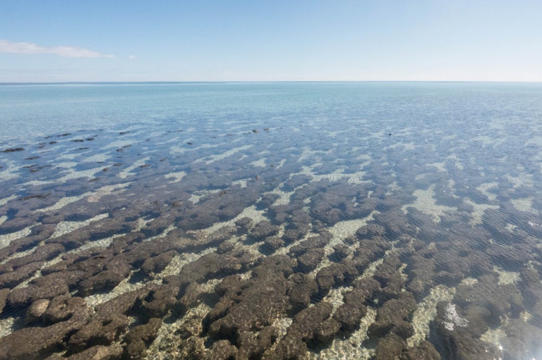 Shark Bay Research – Western Australian Marine Science Institution