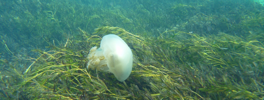 Jellyfish over wireweed at L'Haridon Bight (Photo: Matt Fraser)