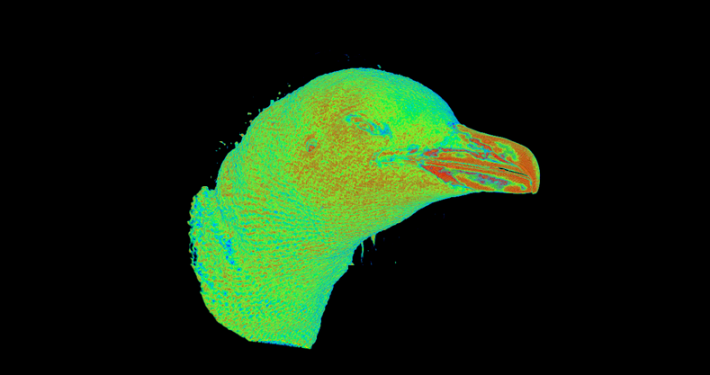 CT scan little penguin head