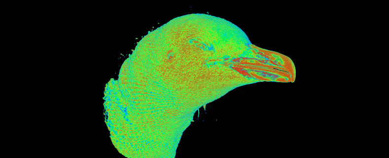 CT scan little penguin head