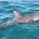 Young dolphin with fishing line around body