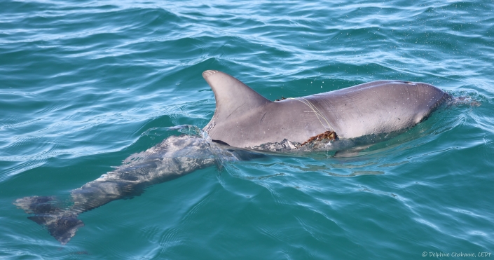 Young dolphin with fishing line around body