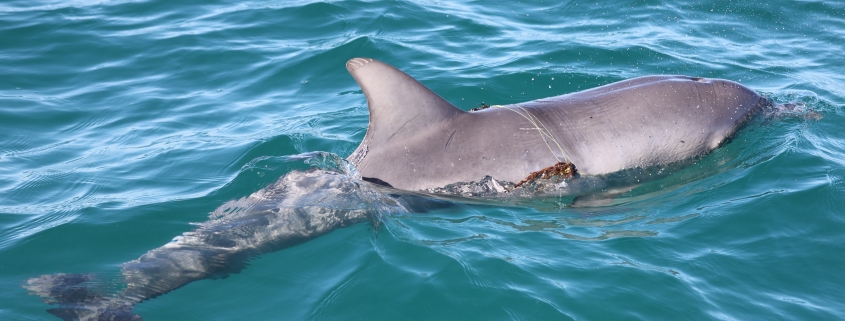 Young dolphin with fishing line around body