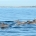 Pod of about 10 dolphins