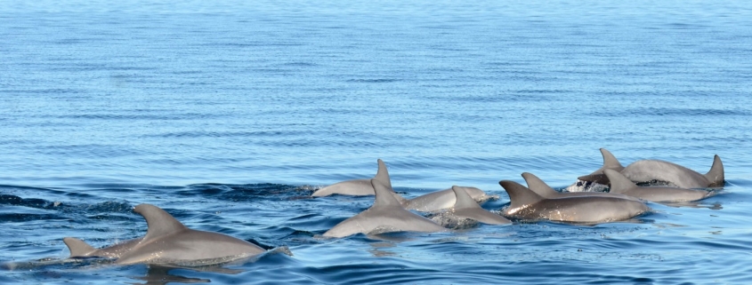 Pod of about 10 dolphins