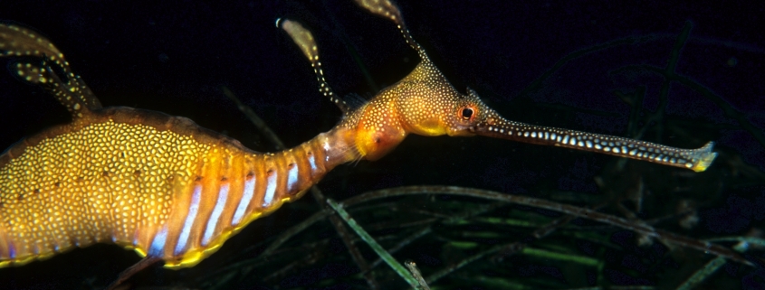 Common seadragon