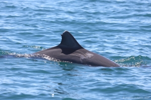 Dolphin with shark bite mark on fin. Photo: Delphine Chabanne