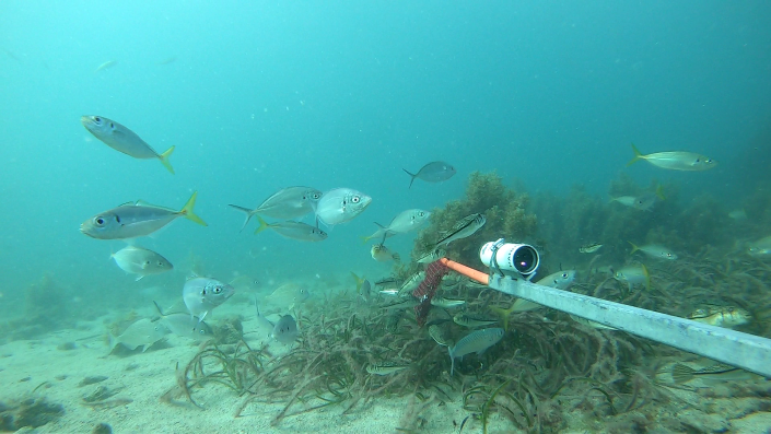 Fish surround a baited remote underwater video. Photo Daniel Yeoh DPIRD