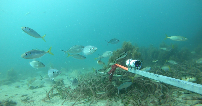 Fish surround a baited remote underwater video. Photo Daniel Yeoh DPIRD