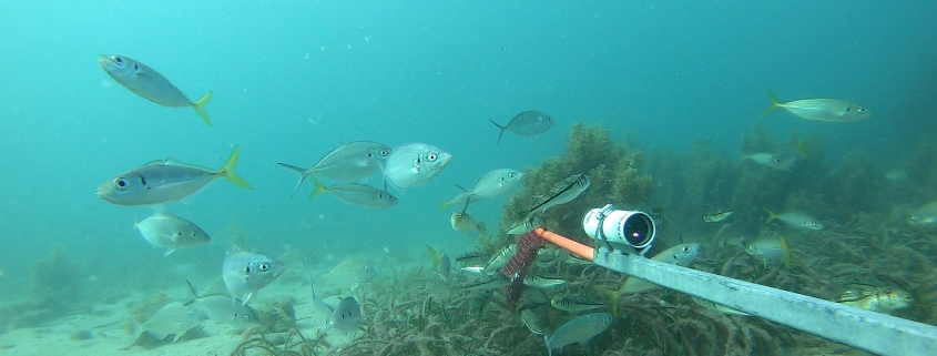 Fish surround a baited remote underwater video. Photo Daniel Yeoh DPIRD