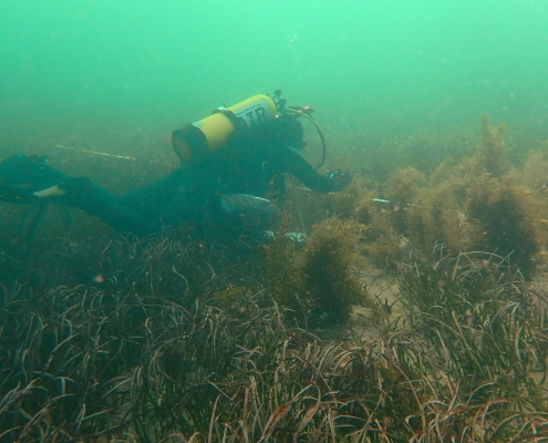 Diver working near seagrass