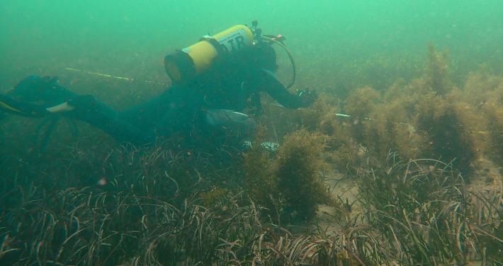 Diver working near seagrass