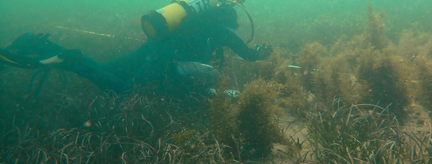 Diver working near seagrass