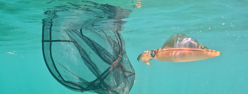 Squid being released from net. Photo Daniel Yeoh DPIRD