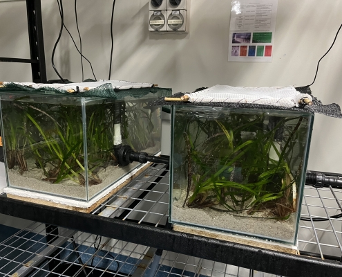 Posidonia sinuosa in tanks as part of the project by ECU researchers