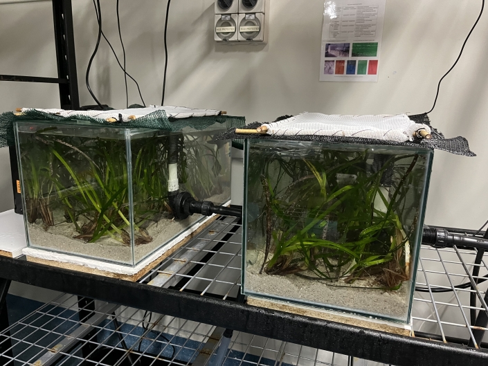 Posidonia sinuosa in tanks as part of the project by ECU researchers