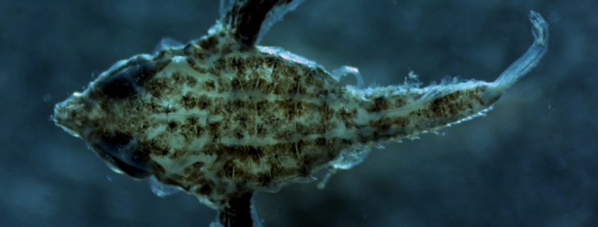 The larvae of a seamoth fish. (Photo: Jake Nilsen)