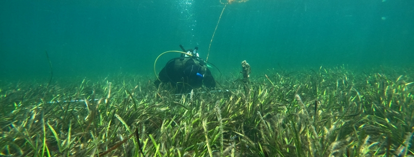 A diver swims above a meadow of Posidonia sinuosa in Cockburn Sound