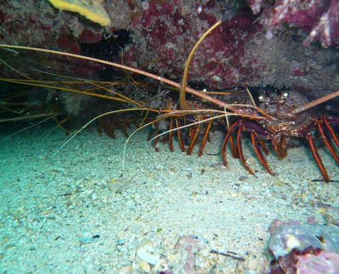 Rock lobster under rock ledge