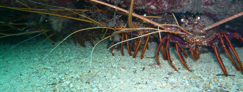 Rock lobster under rock ledge