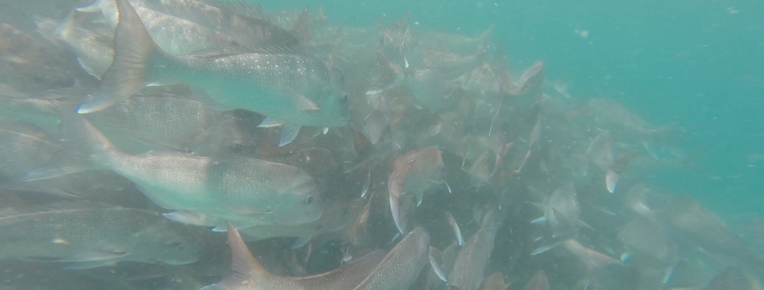 Snapper school in Cockburn Sound