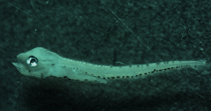 Sillaginodes punctatus or King George whiting