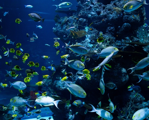 fish on a coral reef