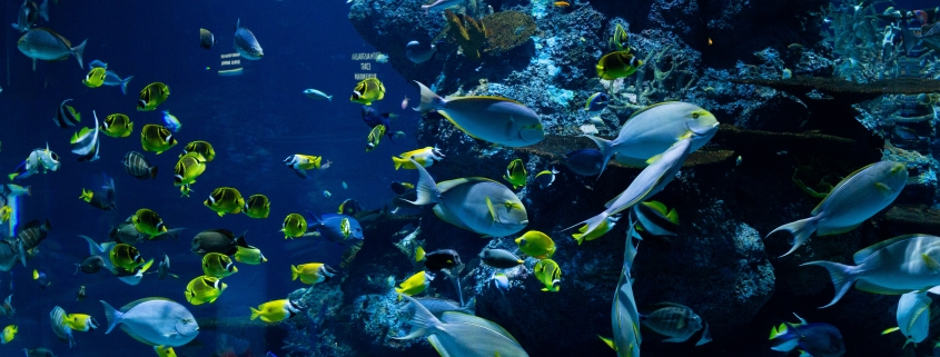 fish on a coral reef