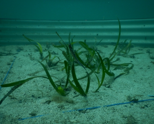 Seagrass shoots in one of the garden rings
