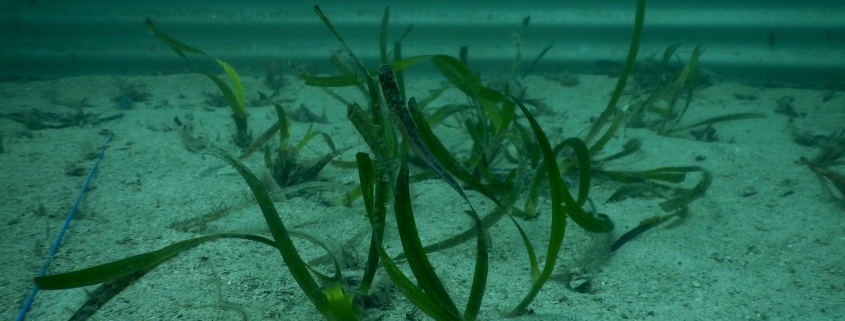 Seagrass shoots in one of the garden rings