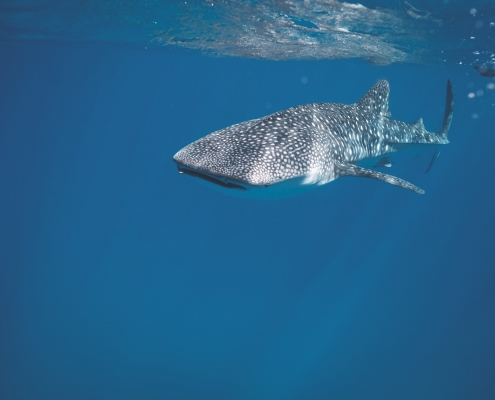Whale shark with swimmer behind