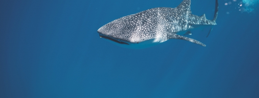 Whale shark with swimmer behind