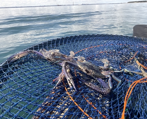 Blue swimmer crabs on blue net with Cockburn Sound behind