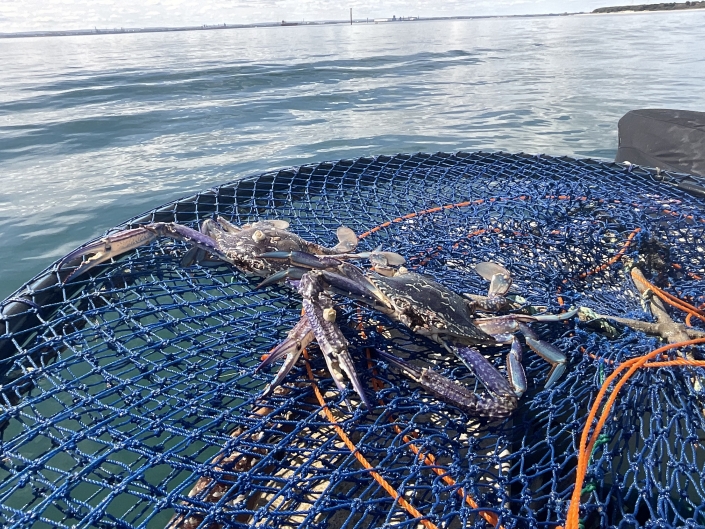 Blue swimmer crabs on blue net with Cockburn Sound behind