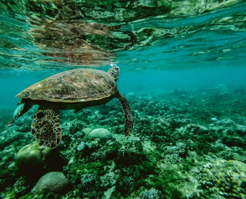 Turtle over reef