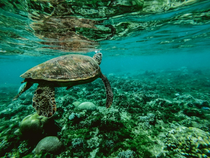 Turtle over reef