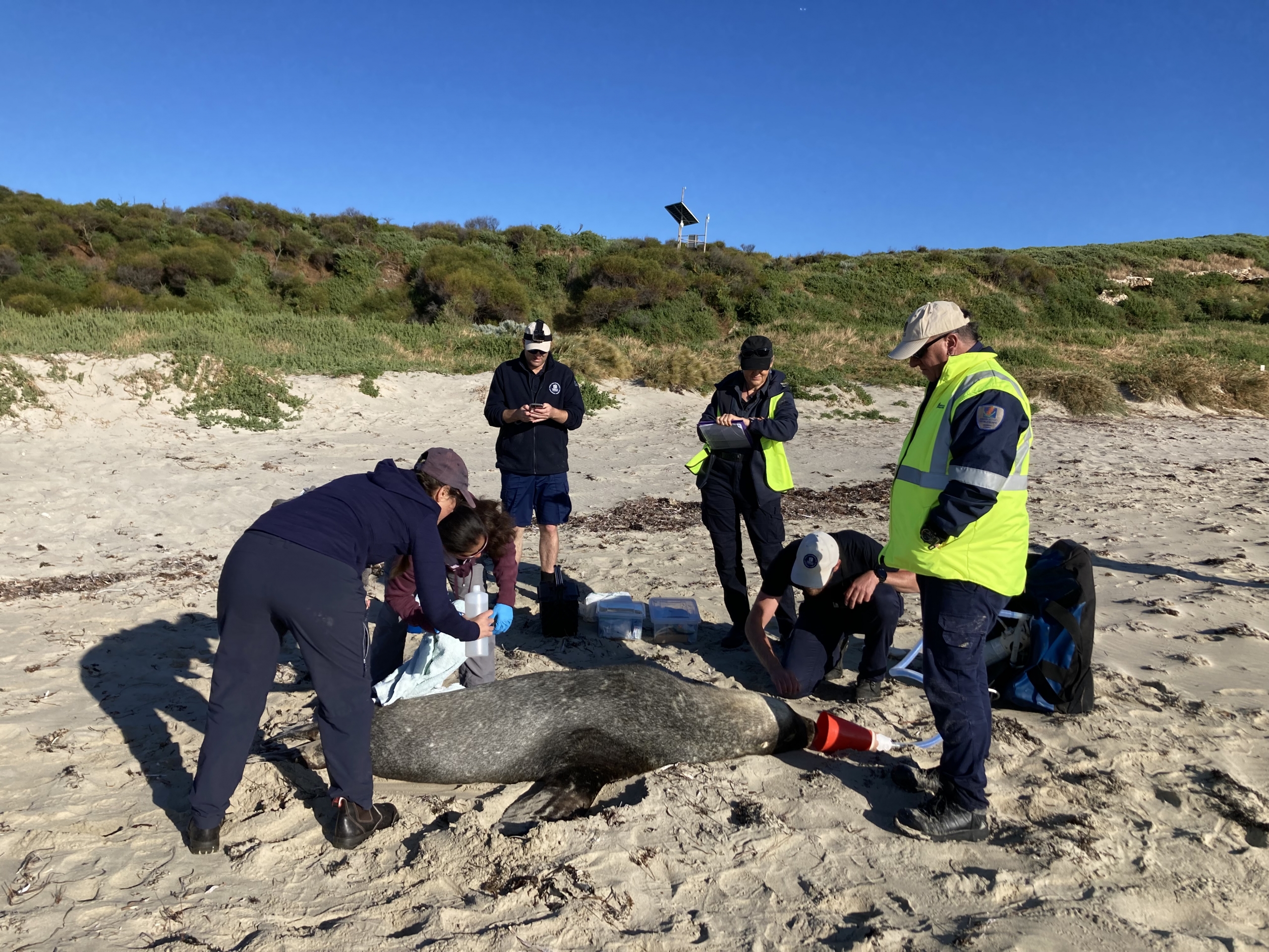 Satellite tagging team and veterinarians with a sedated sea lion.